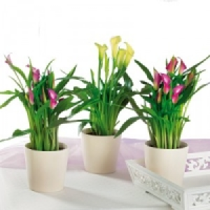 Calla Zantedeschia 4.99 €