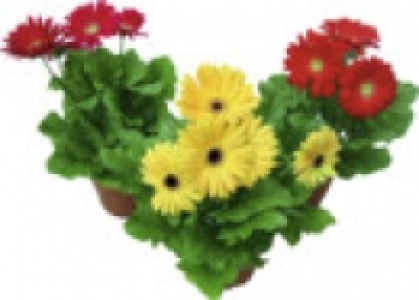 Gerbera 2.49&nbsp;&euro;