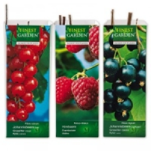 Beerensträucher 1.79 €