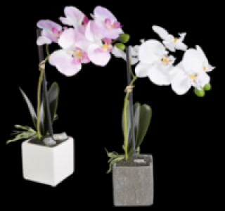 Penny  Deko-Orchidee im Topf