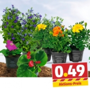Beetpflanzen 0.49 €