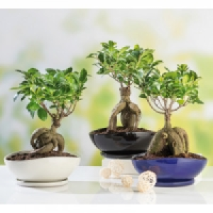 Bonsai Ficus Ginseng 12.99 €