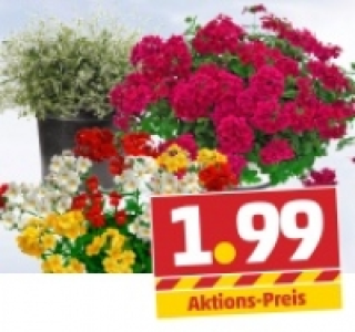 Bunte Beet- und Balkonpflanzen