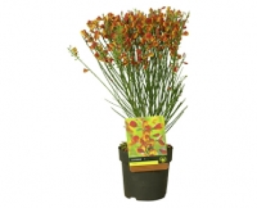 GARDENLINE® Edelginster 3.99 €