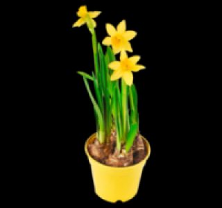 Wundersch&ouml;ne Narzissen 0.55&nbsp;&euro;