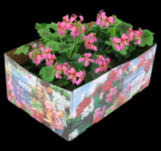 Geranien 3.99&nbsp;&euro;