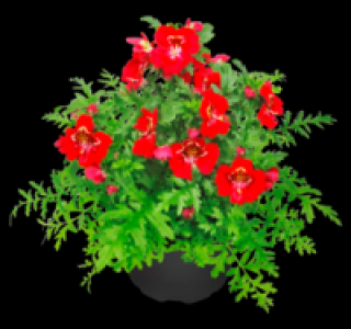 Bauernorchidee 2.99&nbsp;&euro;