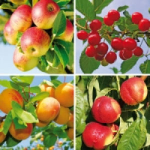 Zwergobstbaum 9.99 €