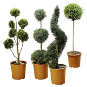 Formgeh&ouml;lze 29.99&nbsp;&euro;