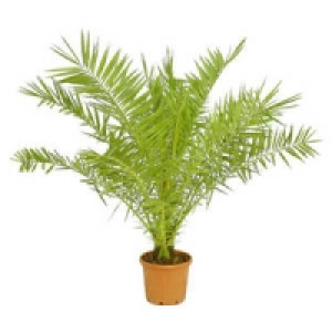 Ph&ouml;nix canariensis 29.99&nbsp;&euro;