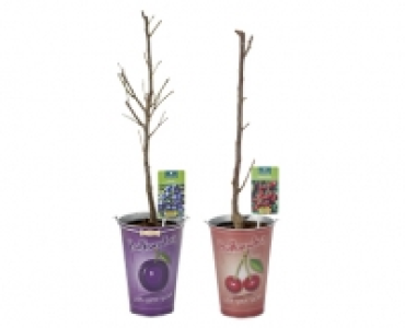 GARDENLINE® Obstbaum im Zinkeimer 5.99 €