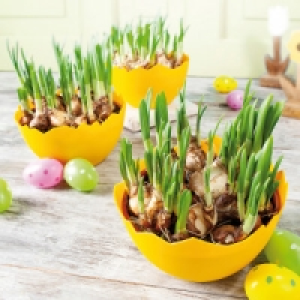 Narzissen 2.99&nbsp;&euro;