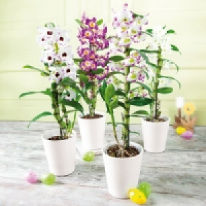 Dendrobium nobile 6.99 €