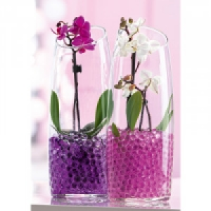 Mini-Phalaenopsis 6.99 €