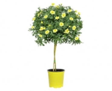 Aldi Süd  GARDENLINE® Margeriten-Stämmchen