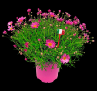 Margeritenbusch 5.99&nbsp;&euro;