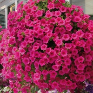 Ampelpflanzen 3.99&nbsp;&euro;