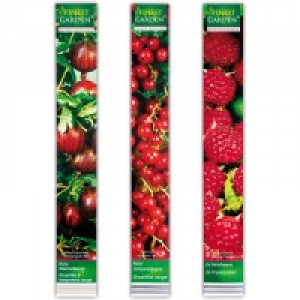 Beerensträucher 2.99 €