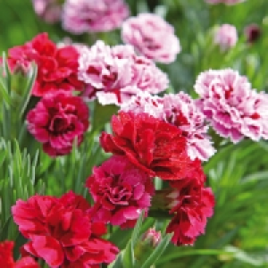 Kaisernelke 1.69 €