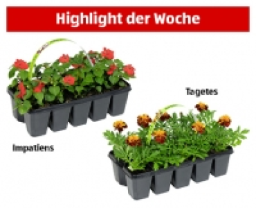 GARDENLINE® Beetpflanzen, 10er-Tray 1.49 €