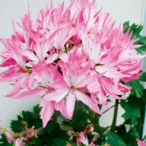 Geranie 1.79 €