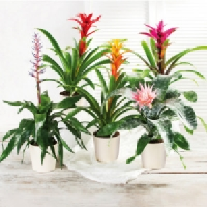 Bromelien-Besonderheit 6.99 €