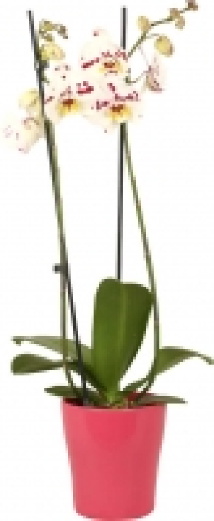 Schmetterlingsorchidee in Keramik 5.55 €