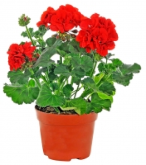 Geranien 1.49&nbsp;&euro;