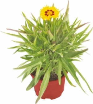 Stauden Mix 1.99 €