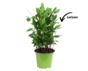GARDENLINE® Gewurzstämmchen