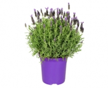 GARDENLINE® Schopf-Lavendel