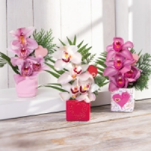 Orchideengesteck 4.99 €