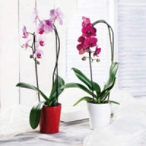 Phalaenopsis Cascade 9.99 €