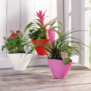 Bepflanzte Keramikschale 6.99 €