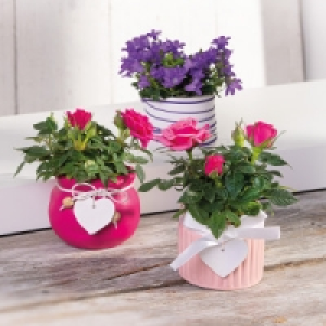 Mini-Campanula oder Mini-Rosen 2.99 €