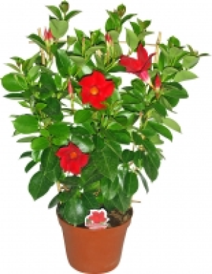 Dipladenia 9.99 €