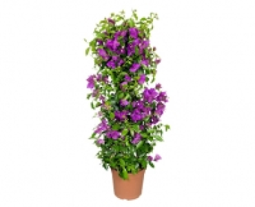 GARDENLINE® Balkon- und Terrassenpflanzen
