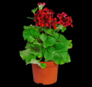 Englische Geranien 1.99 €