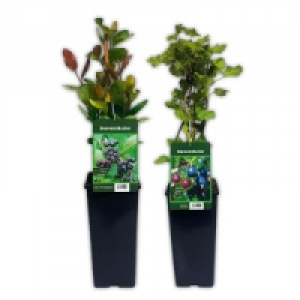 Beerensträucher 3.99 €