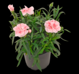 Nelken 1.79 €