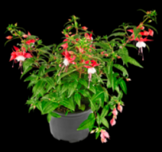 Fuchsie 1.49 €