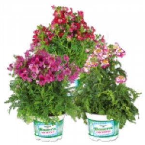 Bauernorchidee 2.49&nbsp;&euro;