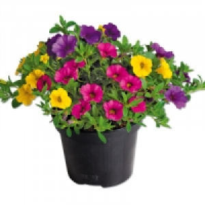 Petunien 1.79&nbsp;&euro;