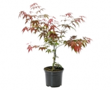 GARDENLINE® Ahorn-Strauch 12.99 €