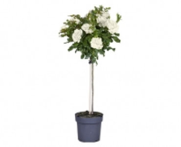 GARDENLINE® Stammrose