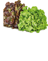 Ebl Naturkost Fränkische Blattsalate