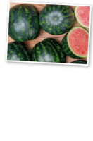 Ebl Naturkost Spanische Mini-Wassermelonen