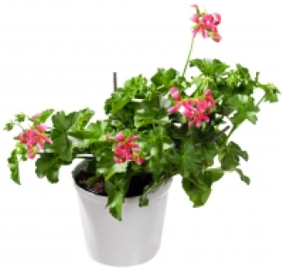 Geranien 1.99&nbsp;&euro;