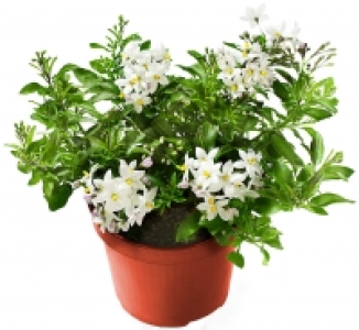 Sommerjasmin 1.99 €