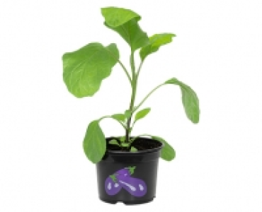 GARDENLINE® Gemusepflanzen